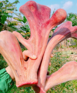 Nhung hươu tươi nguyên cặp loại 1