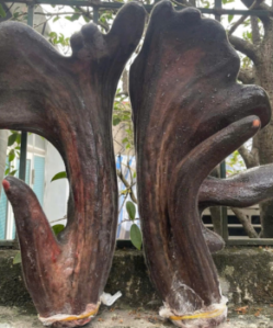 Nhung nai tươi nguyên cặp loại 1